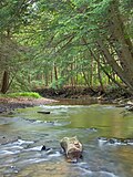 South Branch Tionesta CreekCanopied